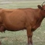 Красная степная порода коров