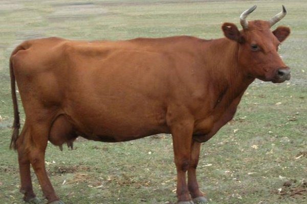 Красная степная порода коров 