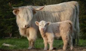 Мини-корова "Хайленд"