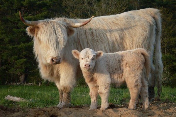 Хайленд порода коров: описание, характеристики, содержание и разведения, отзывы