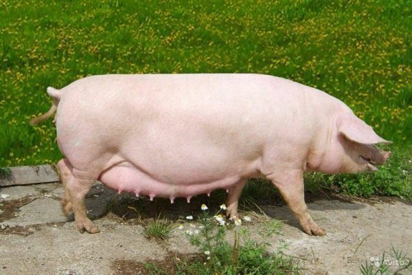 Эстонская беконная порода свиней