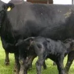 Телёнок пьёт молоко