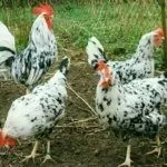 Пятнистый Леггорн