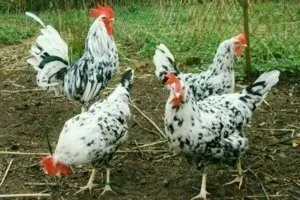 Пятнистый Леггорн