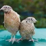 Маньчжурские перепела