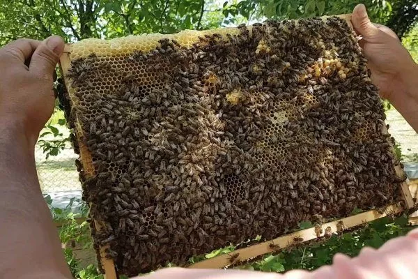 Большая продуктивность пчёл 