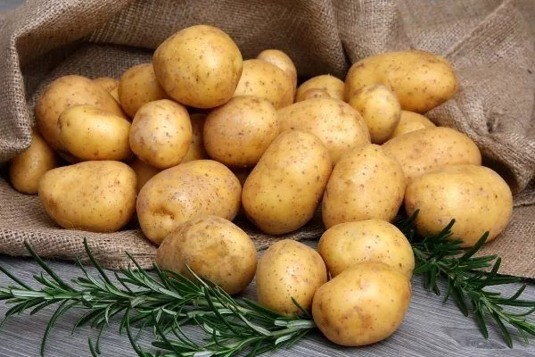 Картофель «Фермер»: описание сорта с фото, преимущества, недостатки,посадка и уход, отзывы