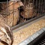 Кормление перепелов