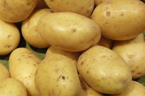 Как выращивать картошку по голландской технологии?