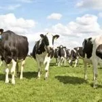 Стадо коров