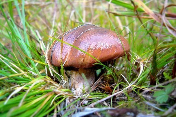 Название и фото грибы краснодарского края фото и описание
