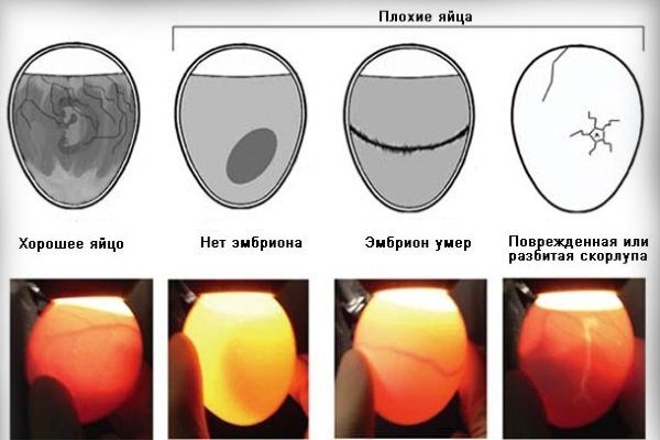 Схема инкубации куриных яиц в инкубаторе золушка