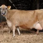 Корова с телёнком