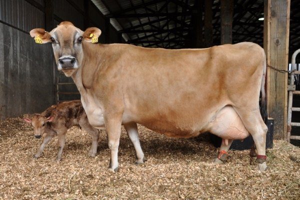 Корова с телёнком 