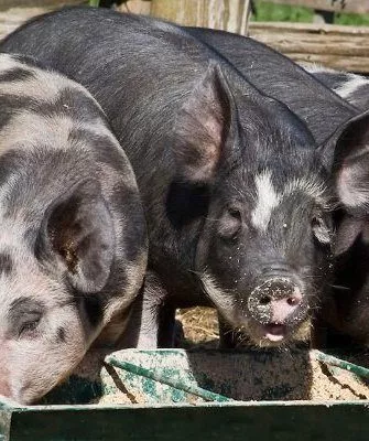 Откорм свиней