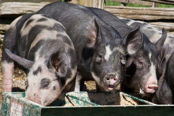 Как вырастить свинью чтобы сало было с прослойкой