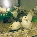 Молодняк перепелов