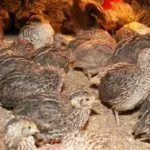 Содержание перепелов