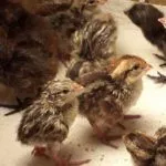 Перепелята