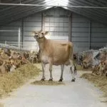 Коровы в коровнике