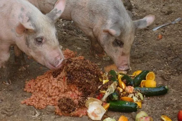 Свиньи едят овощи