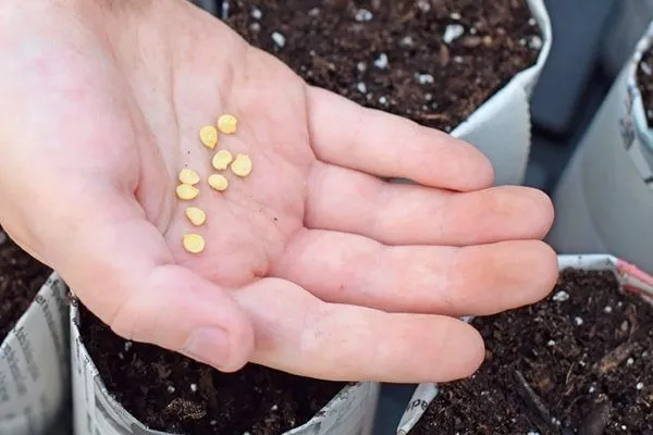 Посев перца на рассаду: сроки, подготовка грунта и семян, условия дляпрорастания