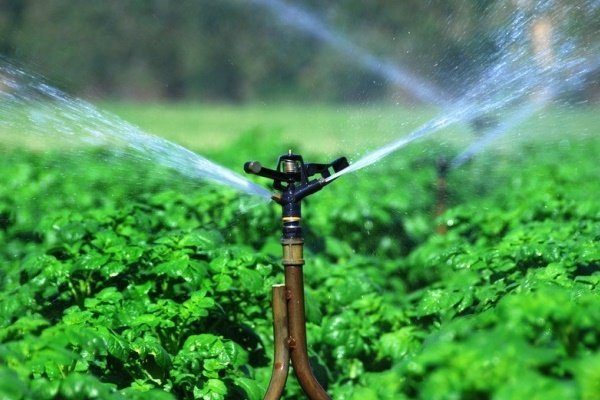 poliv kartofelja 2 Как выглядит сорт картофеля адретта