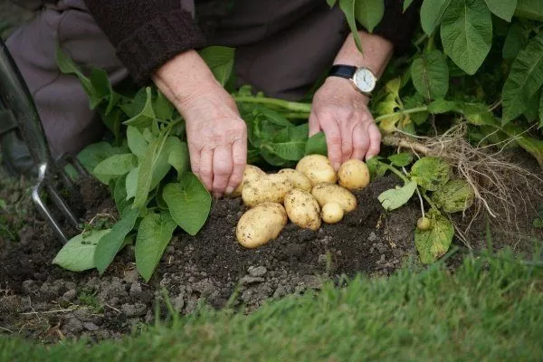 Картофель Гала: описание сорта, фото, выращивание, отзывы