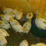 Перепелята