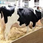 Корова за загородкой