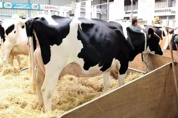 Г��лштино-фризская порода коров: характеристики, уход и содержание, фото,отзывы фермеров
