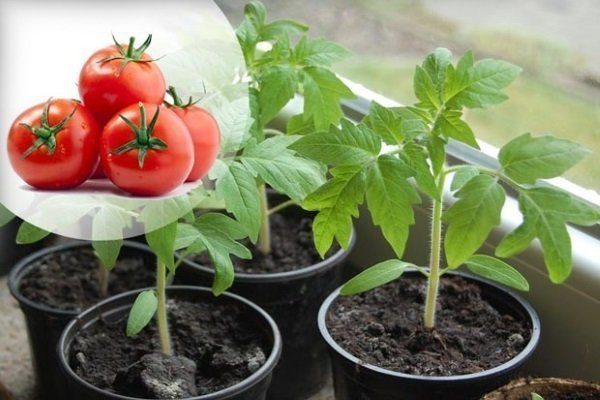 Как посеять помидоры на рассаду