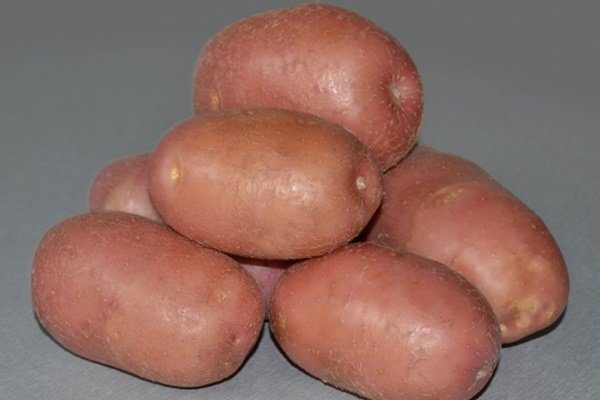 Лучшие голландские сорта картофеля: посадка и уход