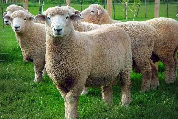 Ромни-марш овцы