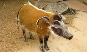 Африканская кистеухая порода свиней