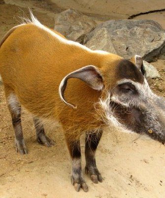 Африканская кистеухая порода свиней