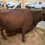 Красная степная порода коров