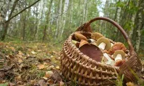 Грибы в Крыму