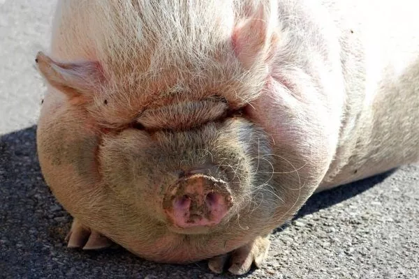 Ожирение у свиньи