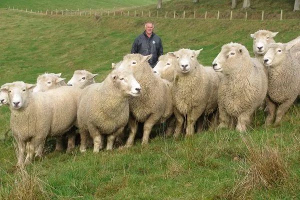 Romney Marsh sheep