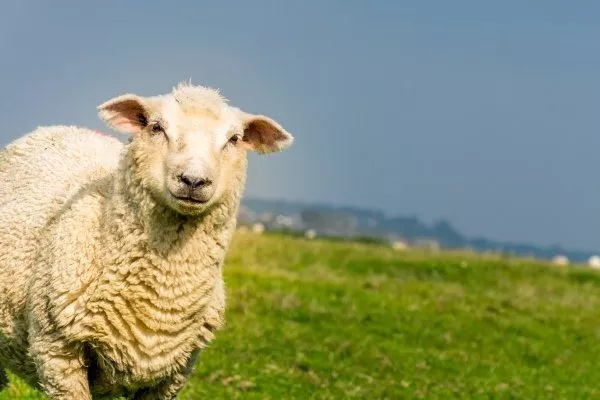 Овцы породы ромни-марш: описание, продуктивность, содержание, кормление