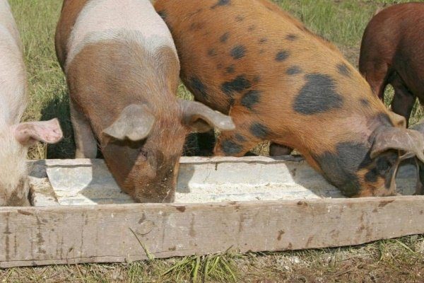 Кормление свиней мясокостной мукой