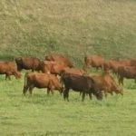 Стадо коров