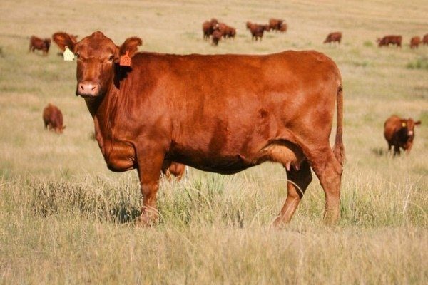 Коровы красной степной породы