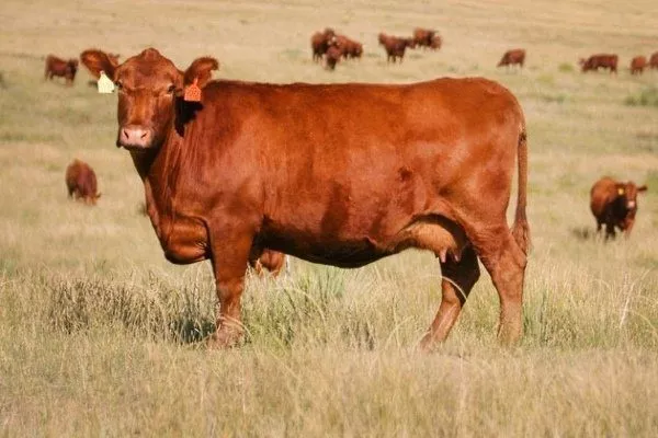 Красная степная порода коров: описание, характеристики, содержание и разведения, отзывы