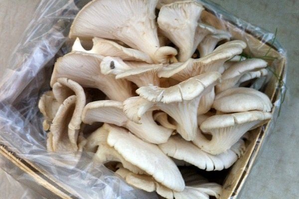 Как правильно заморозить грибы вешенки