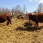 Коровы пасутся