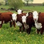 Стадо коров