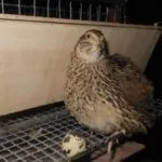 Перепелица и яйцо