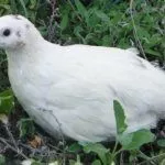 Техасский белый перепел